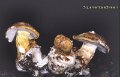 Squamanita schreieri-amf2156